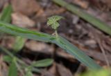 Pelargonium tetragonum