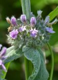 Stachys germanica. Часть побега с цветками. Краснодарский край, Туапсинский р-н, окр. г. Туапсе, Кавказ, Большой Кавказ, Черноморское побережье Кавказа, междуречье рек Агой и Паук, мыс Кадош, каменистый склон. 31.05.2019.