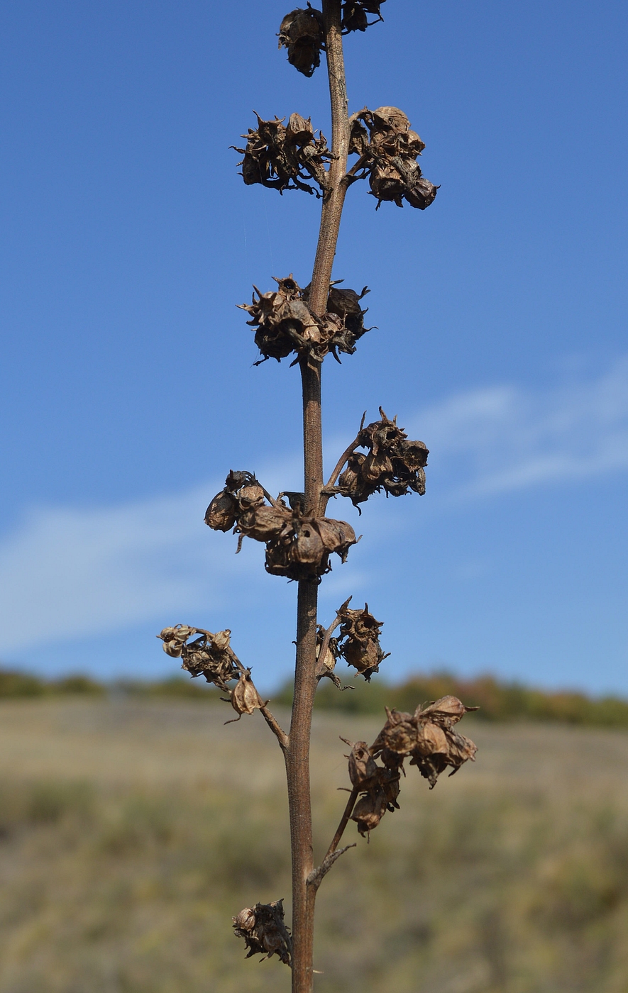 Изображение особи Campanula bononiensis.