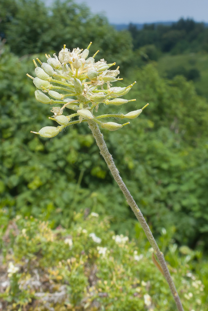 Image of genus Alyssum specimen.