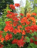 Rhododendron подвид japonicum