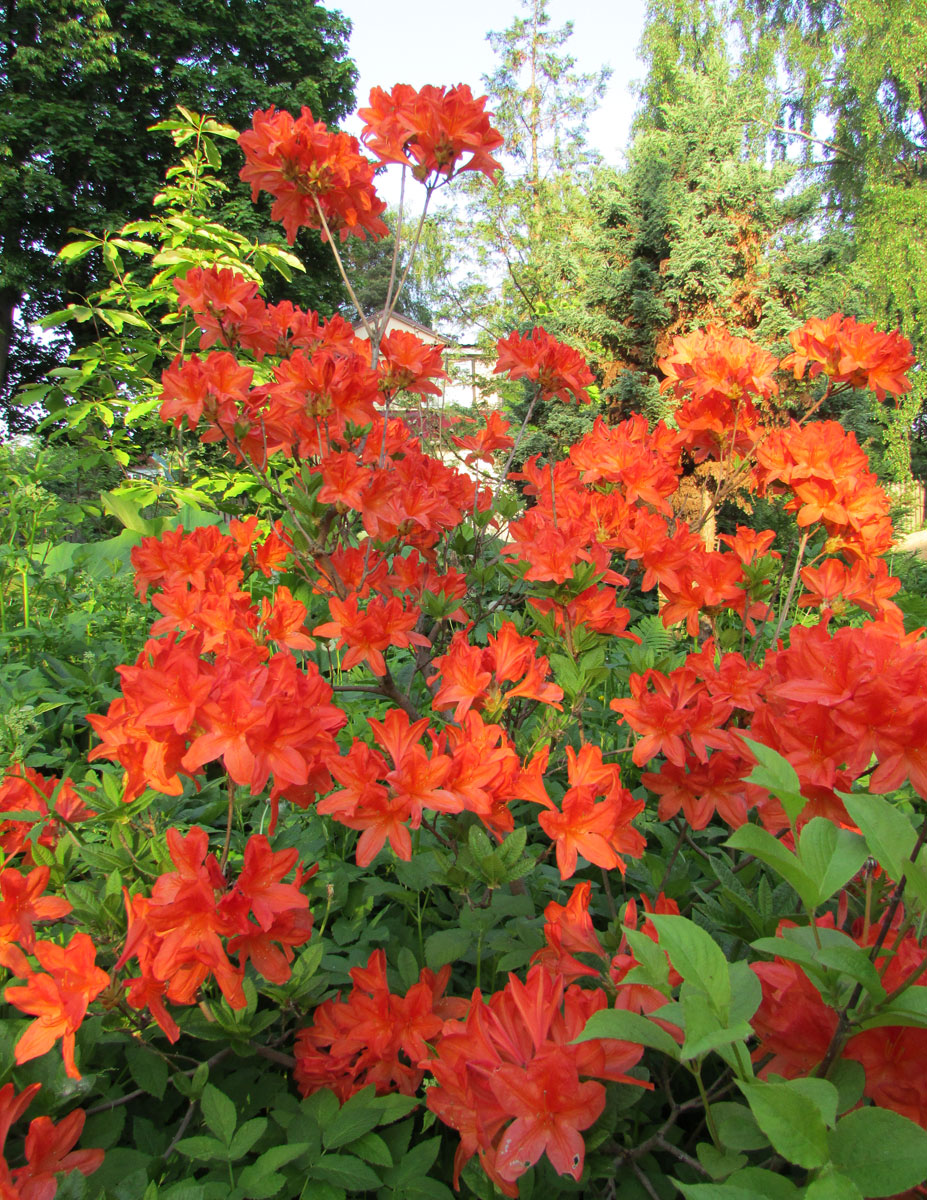 Изображение особи Rhododendron molle ssp. japonicum.