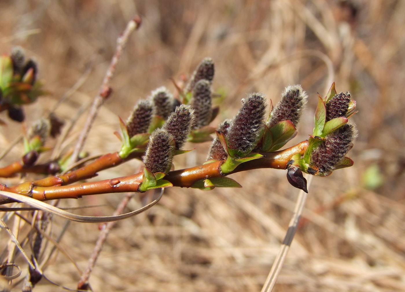 Image of Salix fuscescens specimen.
