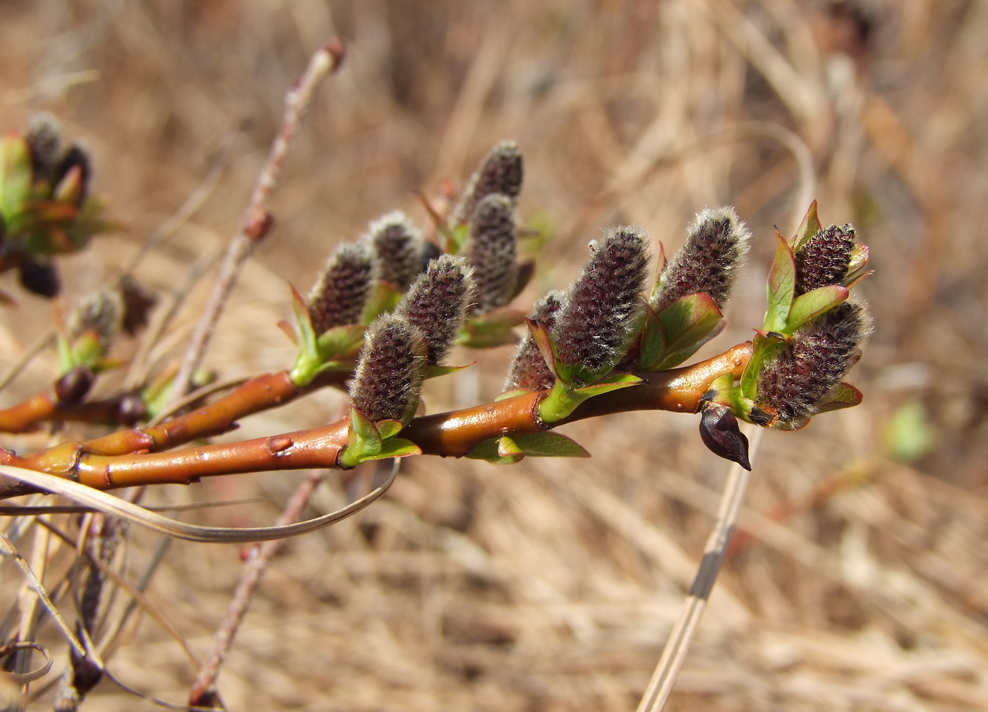 Изображение особи Salix fuscescens.