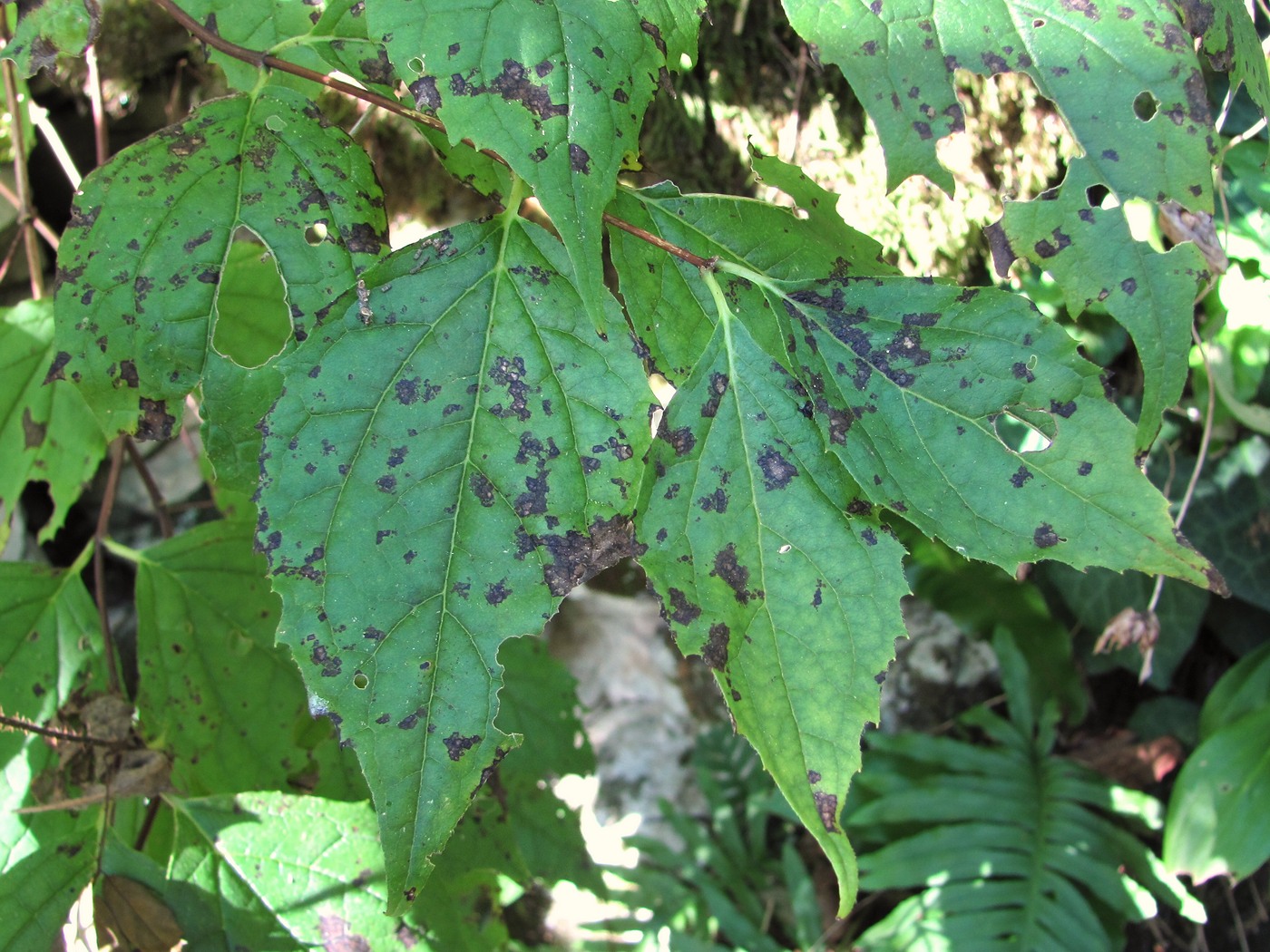 Image of Philadelphus caucasicus specimen.