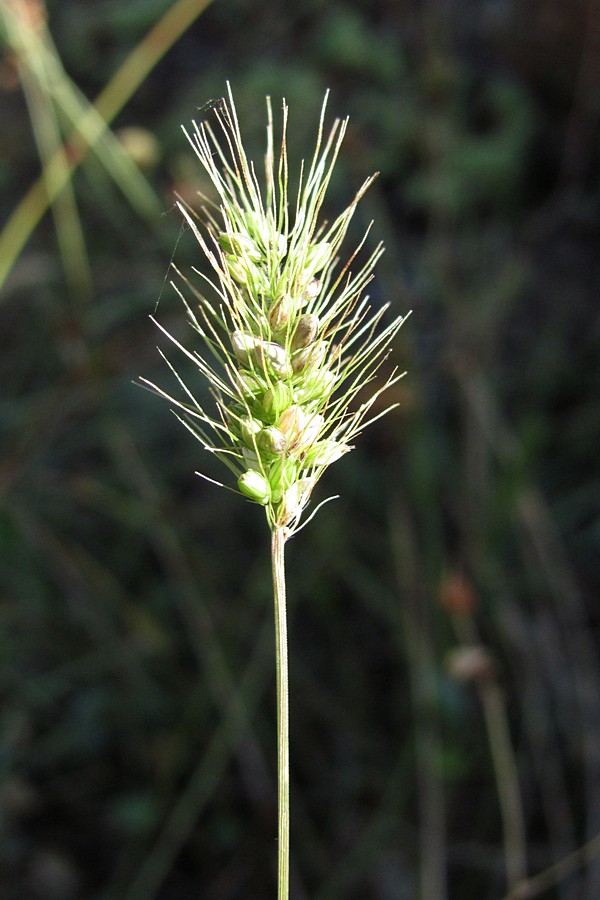 Изображение особи Setaria viridis.