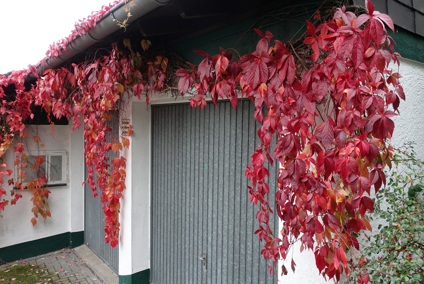 Image of Parthenocissus quinquefolia specimen.