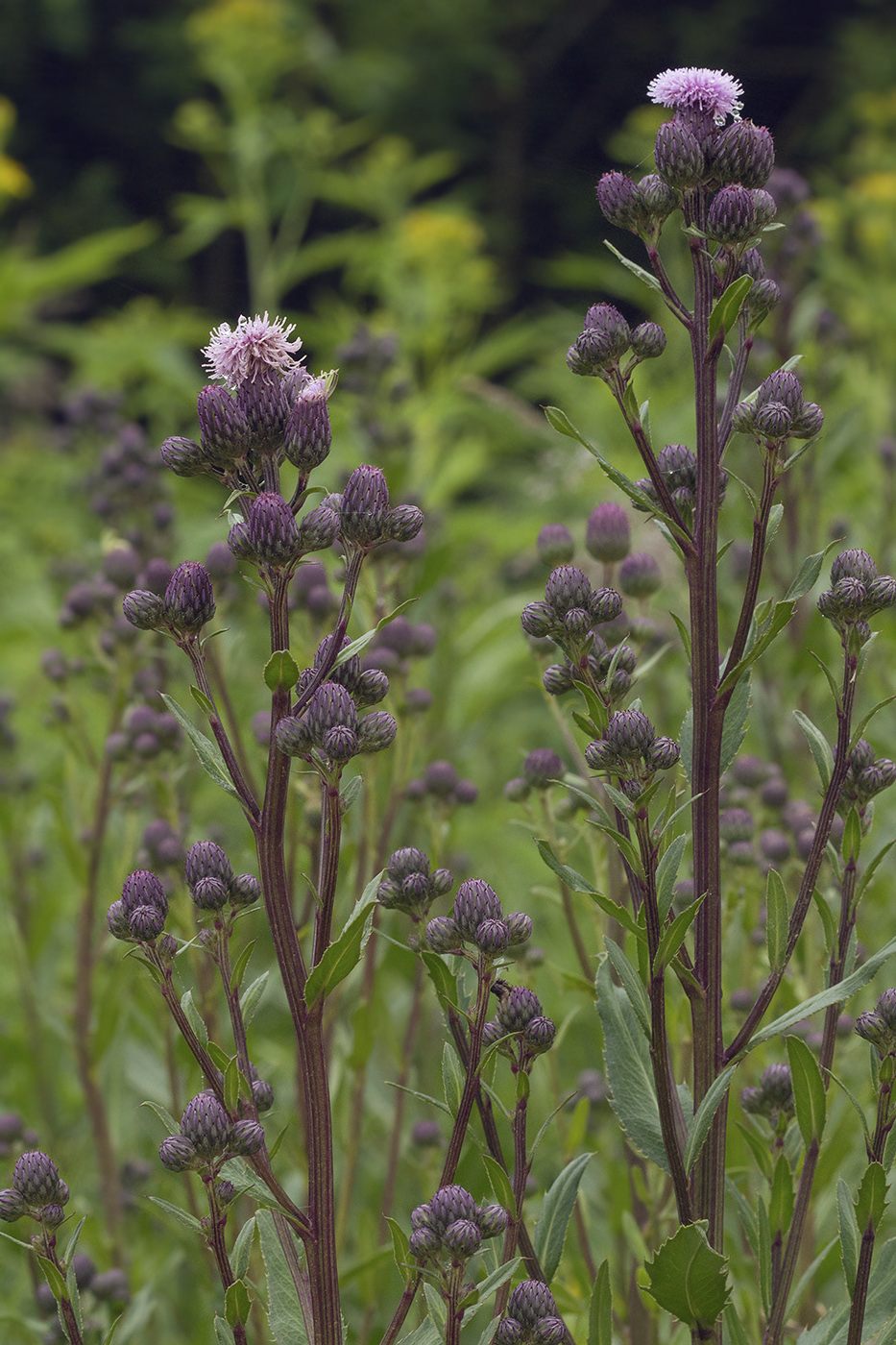 Изображение особи Cirsium setosum.