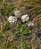 Pachyneurum grandiflorum