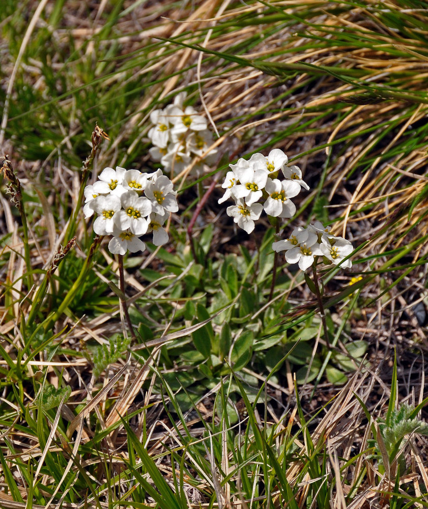 Image of Pachyneurum grandiflorum specimen.