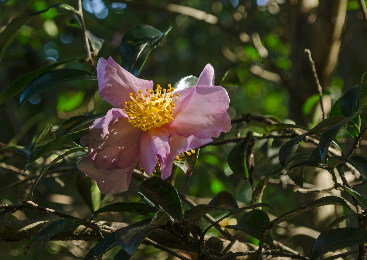 Image of Camellia sasanqua specimen.