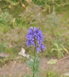 genus Aconitum