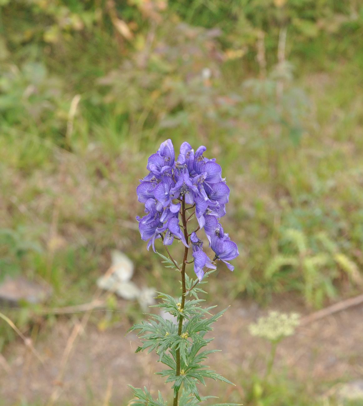 Изображение особи род Aconitum.