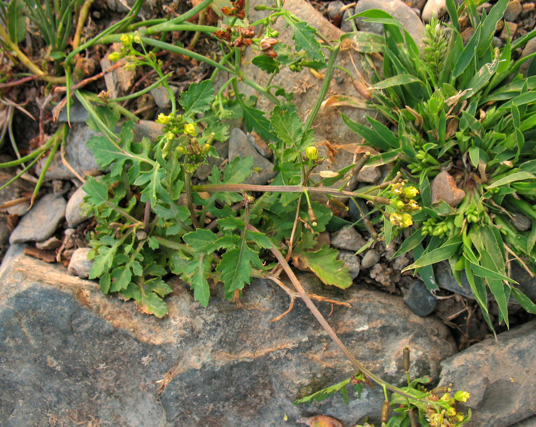 Image of Rorippa palustris specimen.
