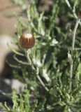 Phagnalon rupestre ssp. graecum