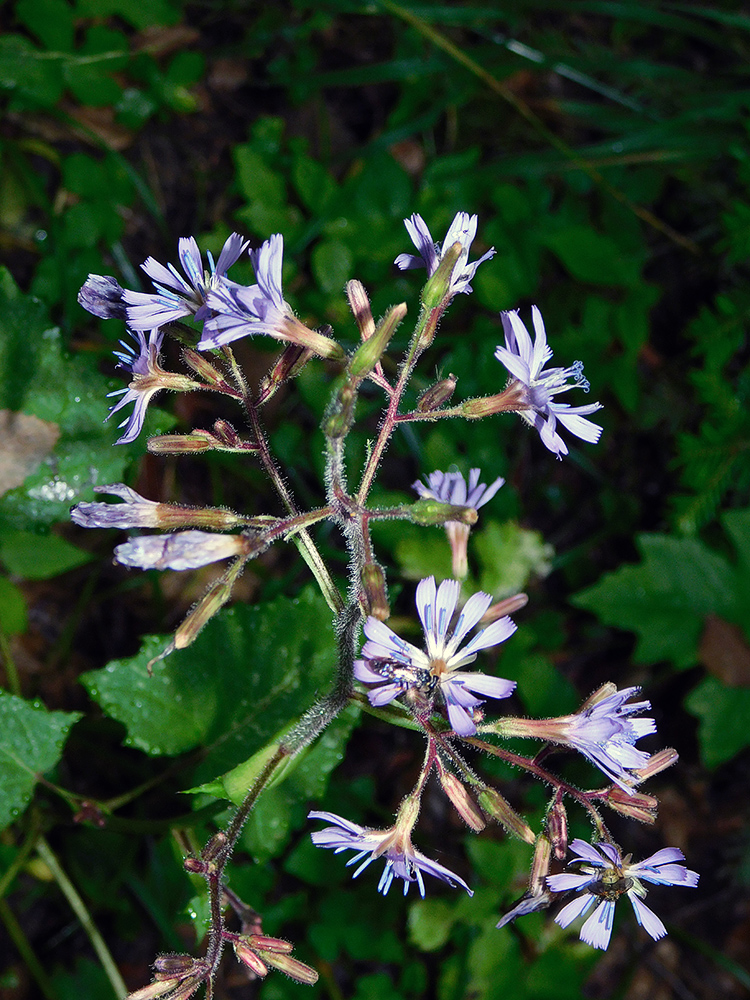 Image of Cicerbita petiolata specimen.