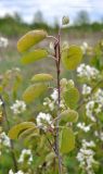 Amelanchier spicata