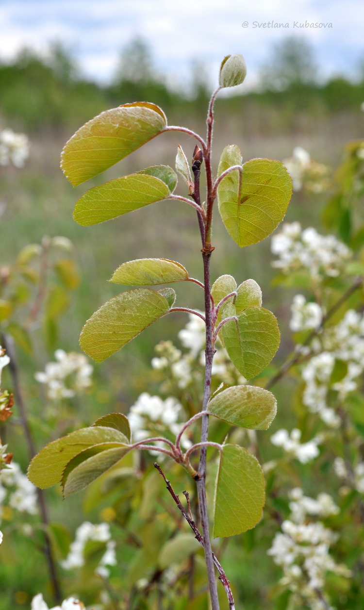 Изображение особи Amelanchier spicata.