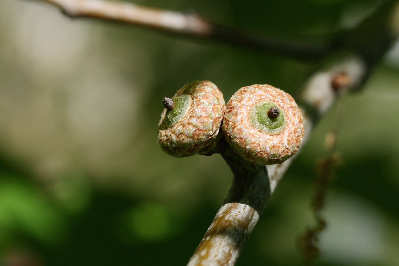 Image of Quercus rubra specimen.