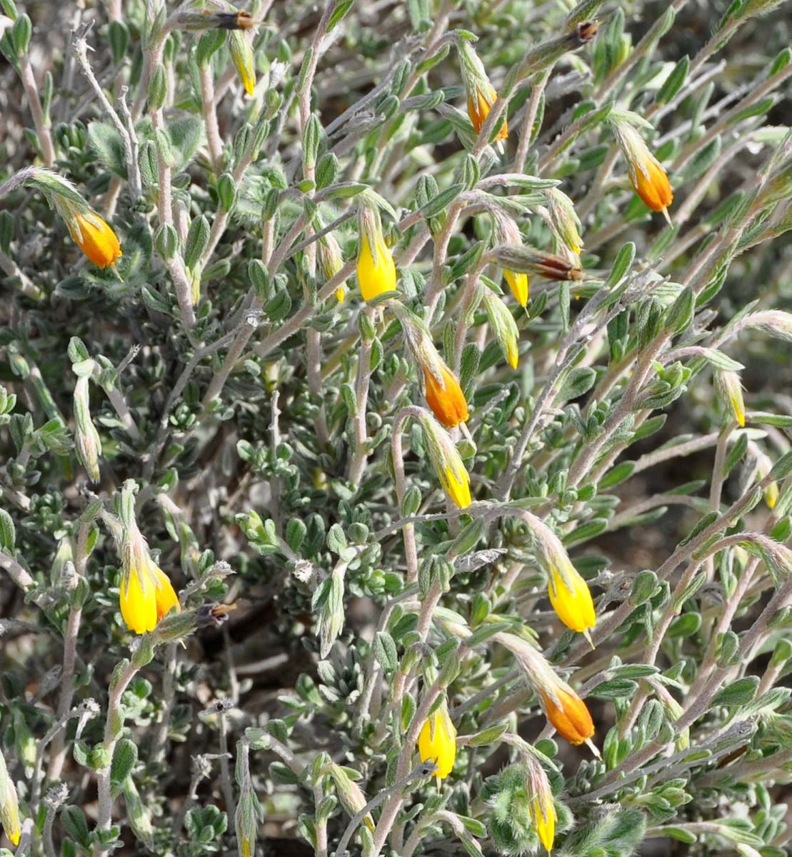 Image of Onosma fruticosa specimen.