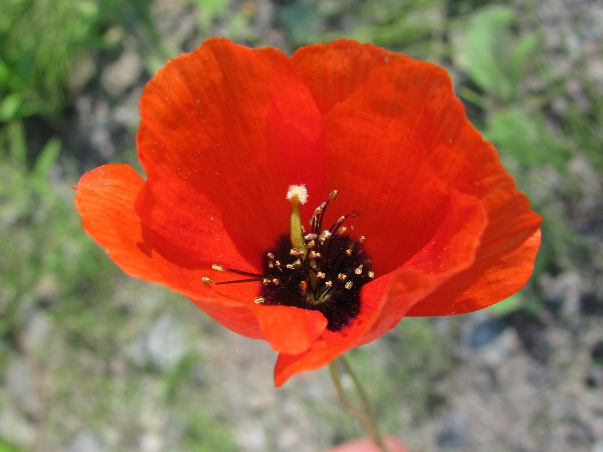 Image of Roemeria refracta specimen.