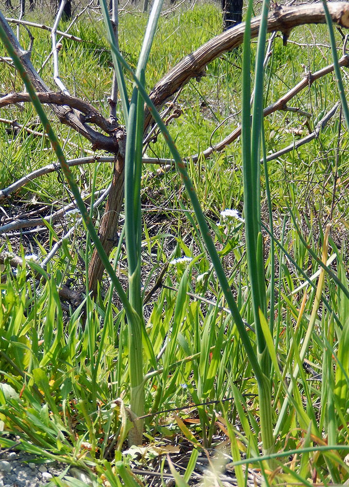 Image of Allium pallens ssp. coppoleri specimen.