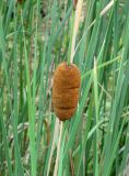 Typha laxmannii