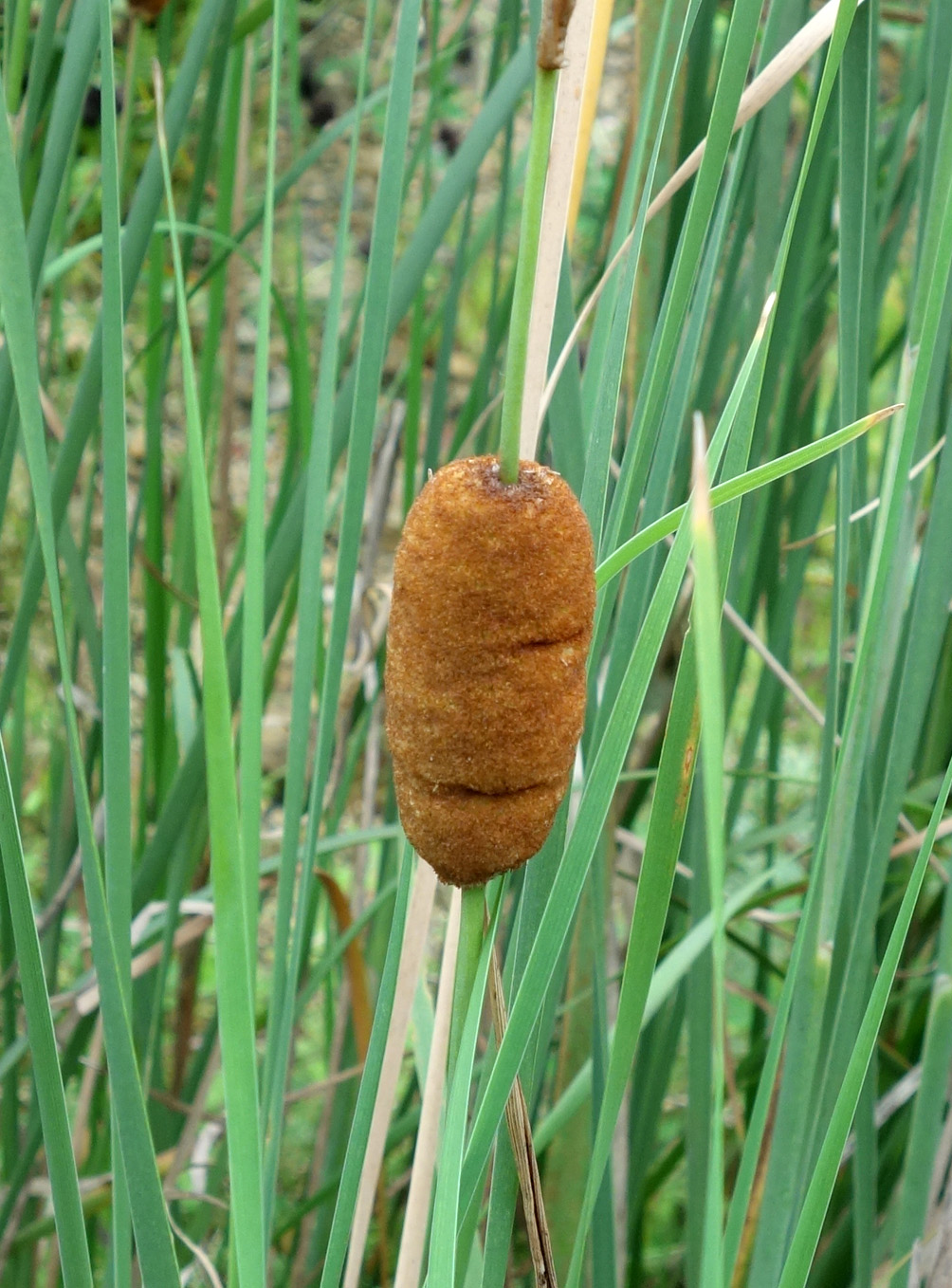 Image of Typha laxmannii specimen.