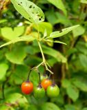 Solanum dulcamara. Незрелые плоды. Чувашия, окр. г. Шумерля, Кумашкинский заказник, пойма Старой Суры. 7 августа 2008 г.