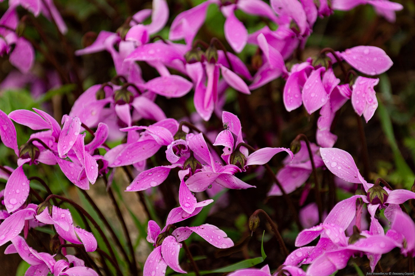 Image of genus Cyclamen specimen.