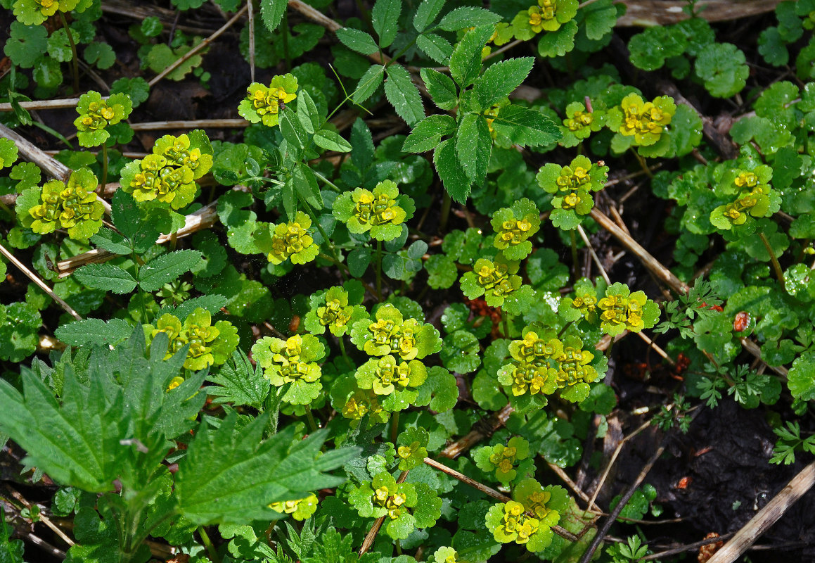 Изображение особи Chrysosplenium alternifolium.