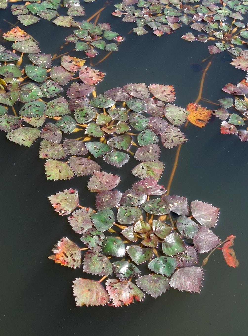 Image of genus Trapa specimen.