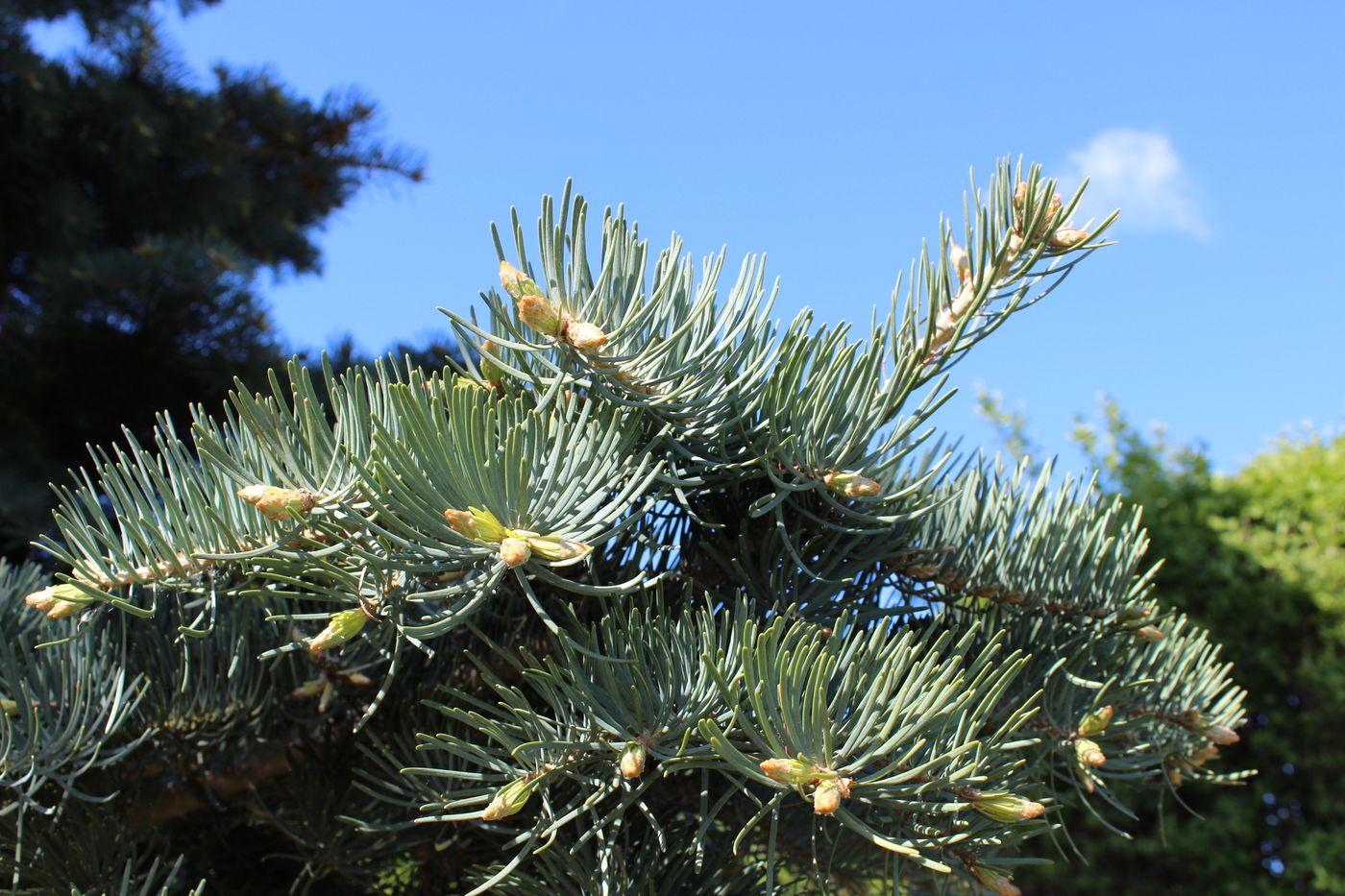 Image of Abies concolor specimen.