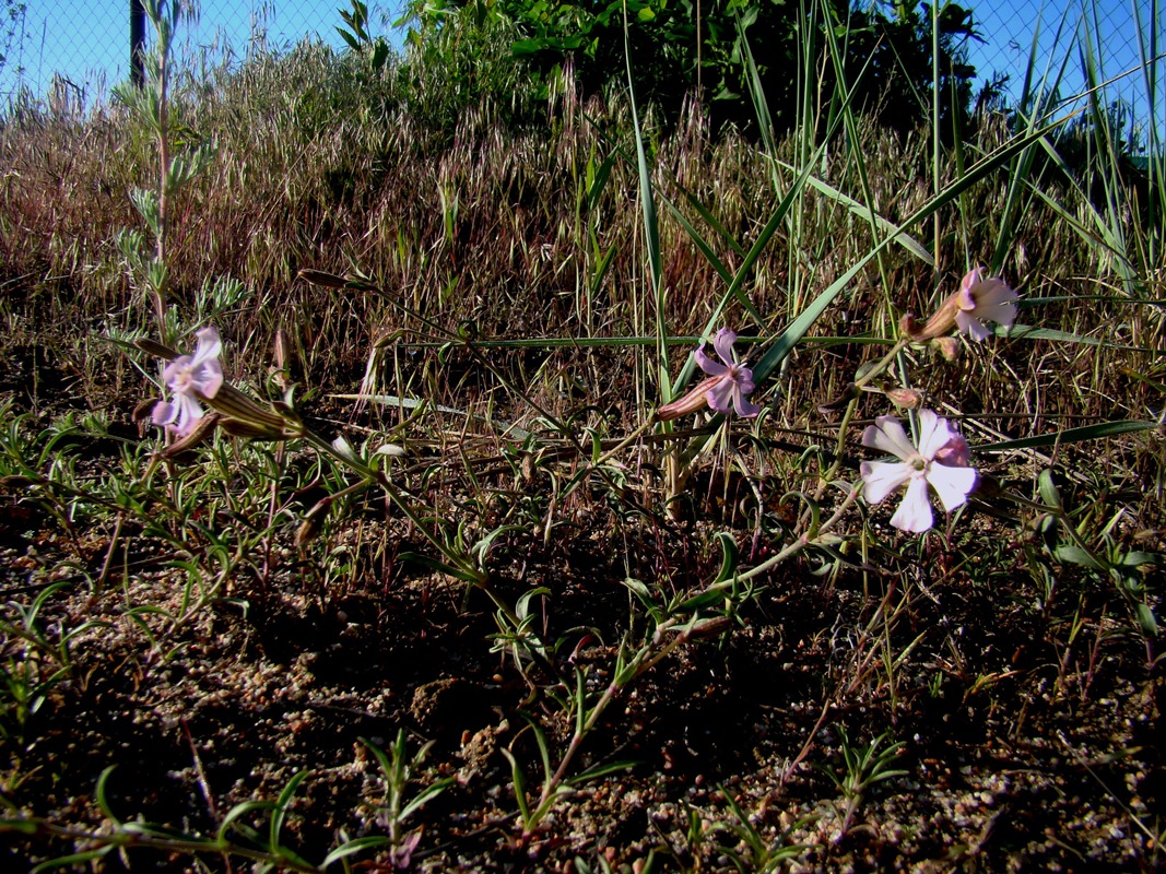 Image of Silene incurvifolia specimen.