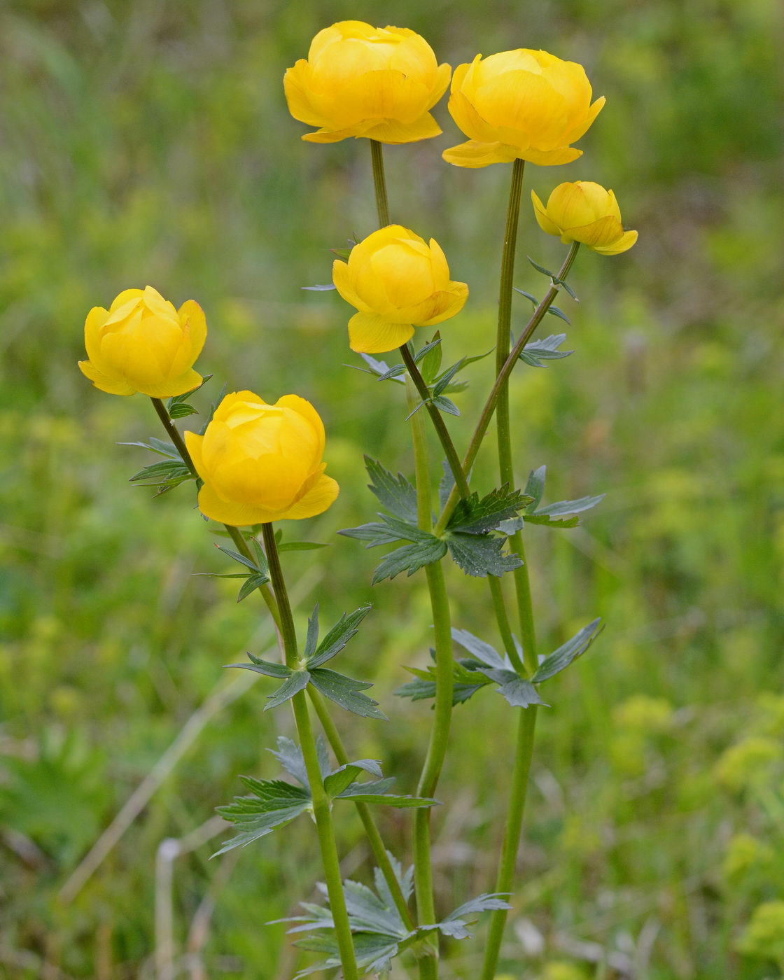 Image of Trollius europaeus specimen.