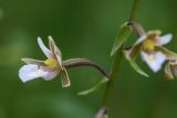 Epipactis palustris