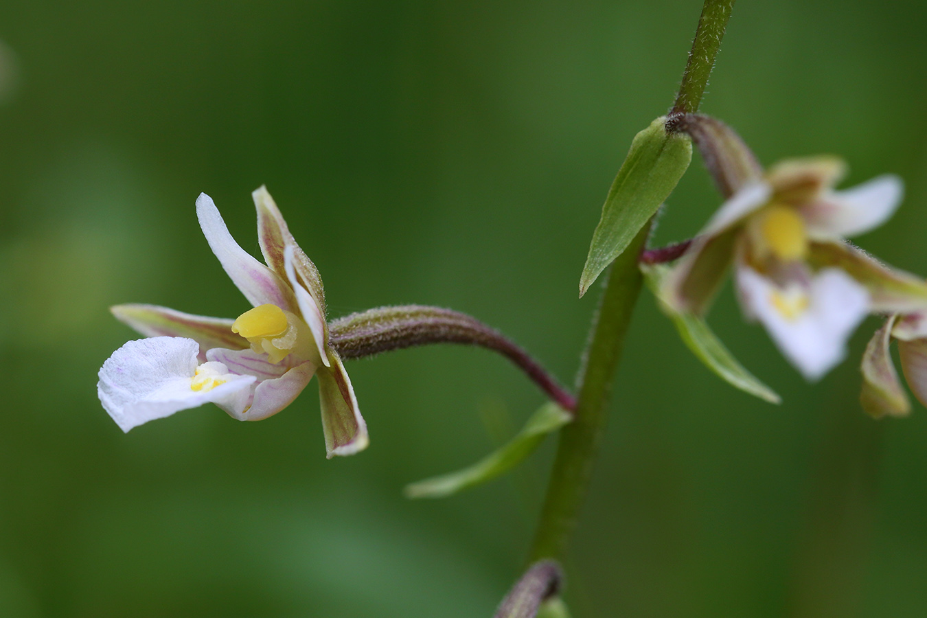 Изображение особи Epipactis palustris.