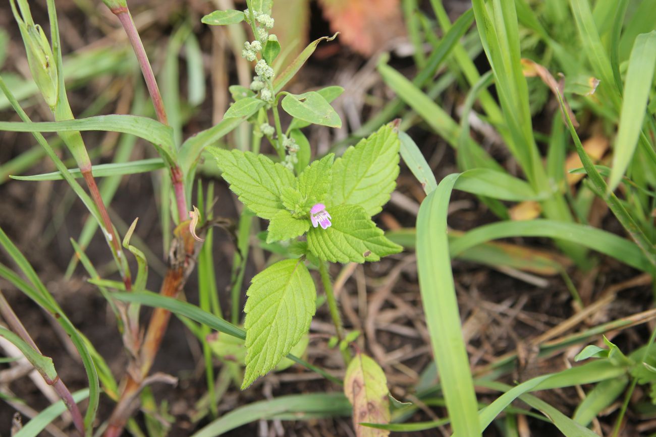 Image of Galeopsis bifida specimen.