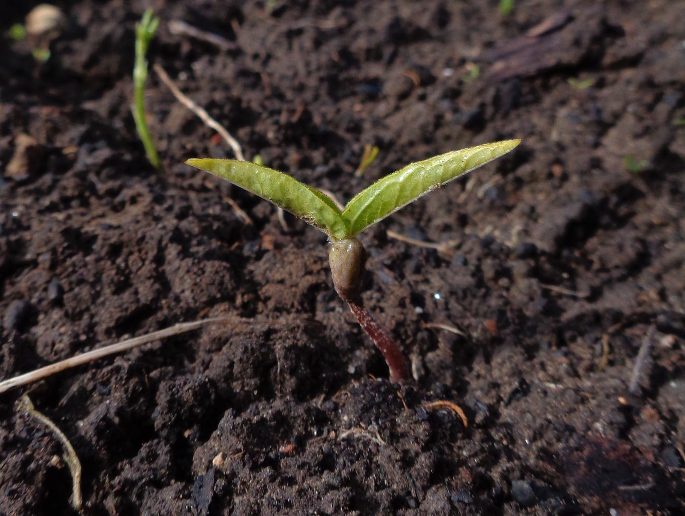 Image of Vigna radiata specimen.