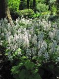 Tiarella cordifolia