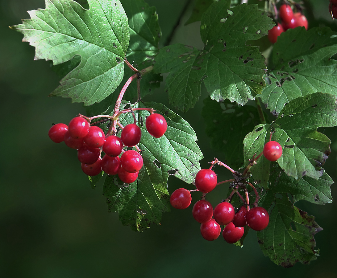 Изображение особи Viburnum opulus.