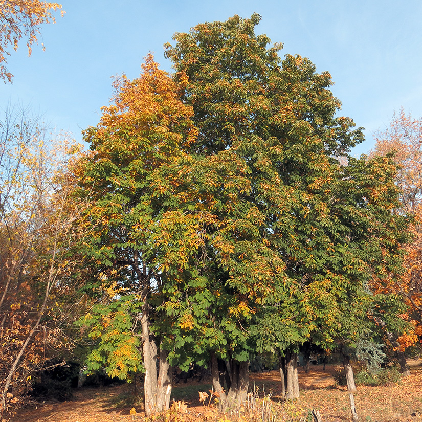 Image of Aesculus hippocastanum specimen.