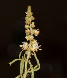 Reseda muricata