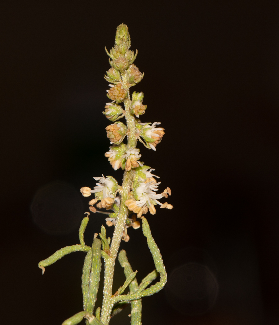 Image of Reseda muricata specimen.