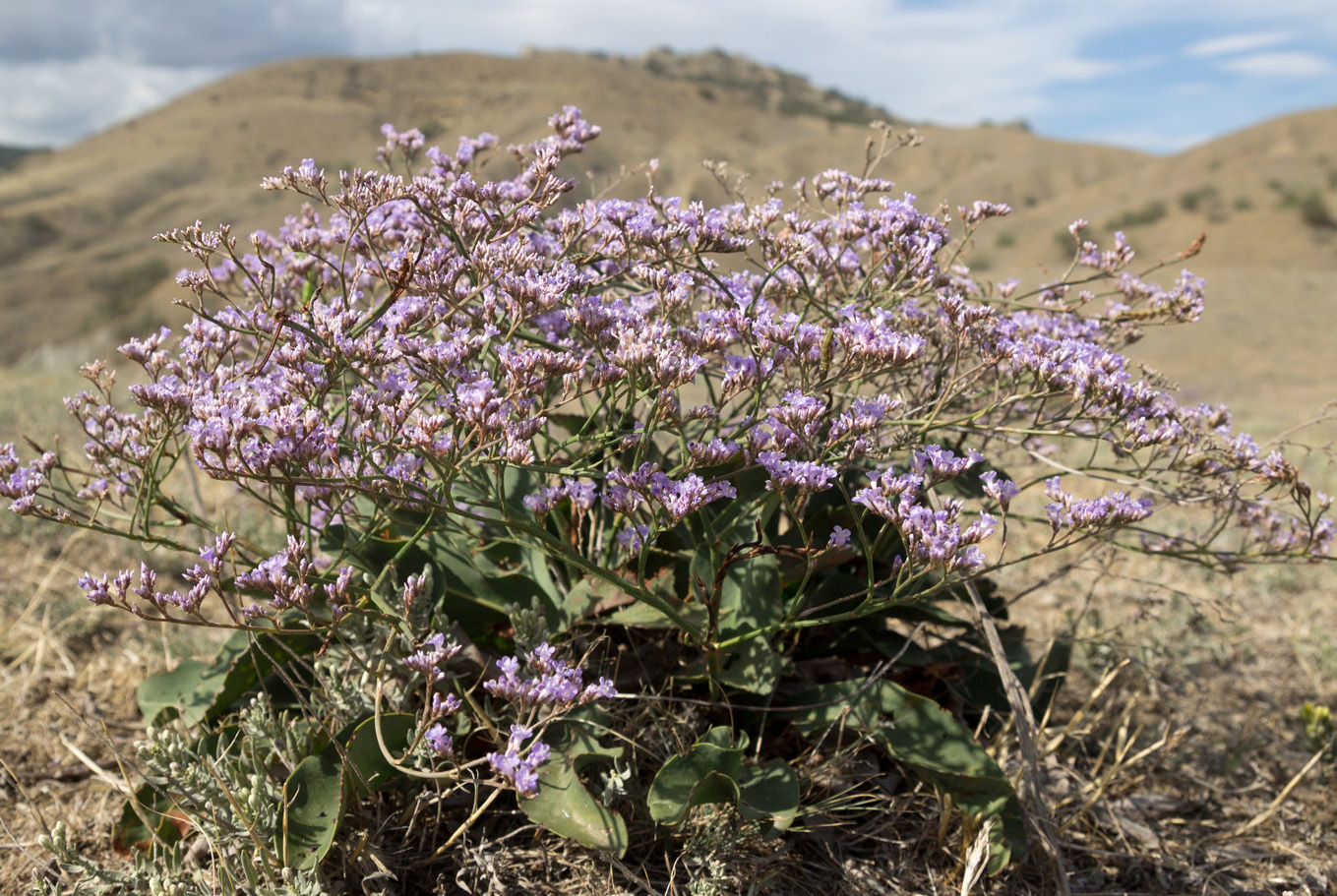 Изображение особи Limonium scoparium.