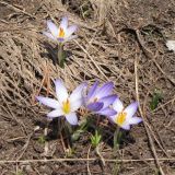 Crocus reticulatus