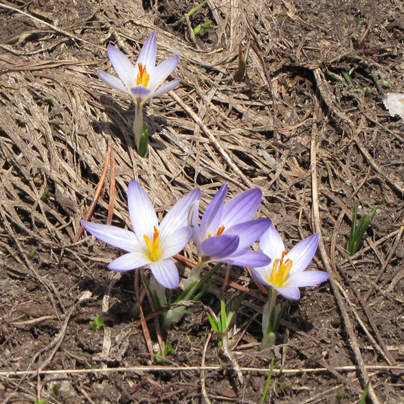 Изображение особи Crocus reticulatus.