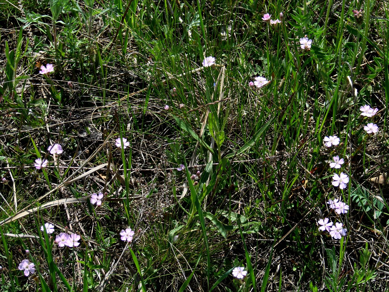 Изображение особи Lychnis sibirica.