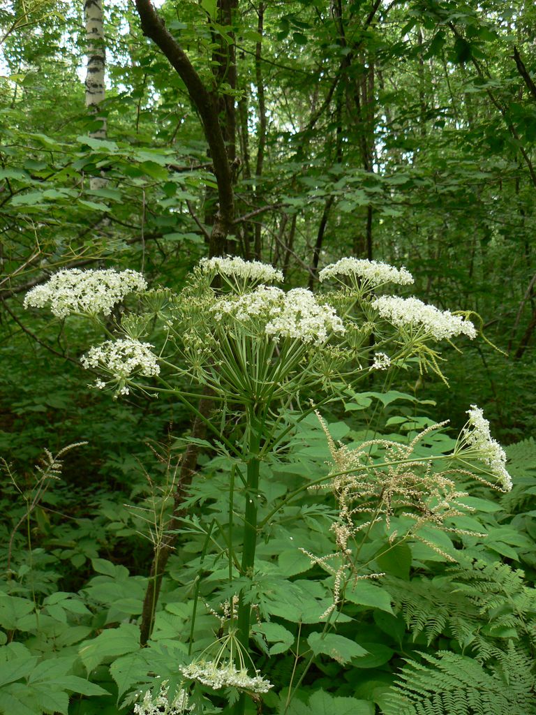 Изображение особи Pleurospermum uralense.