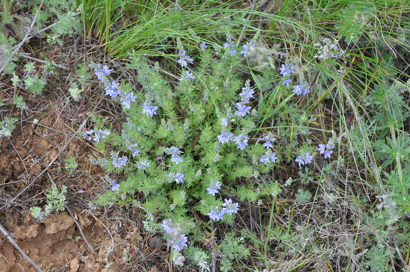 Image of Veronica capsellicarpa specimen.